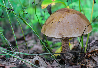 mushroom in the forest