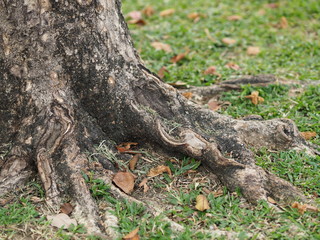 Trunk Big tree Bark rough texture