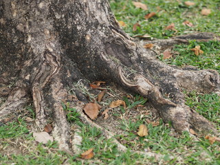 Trunk Big tree Bark rough texture