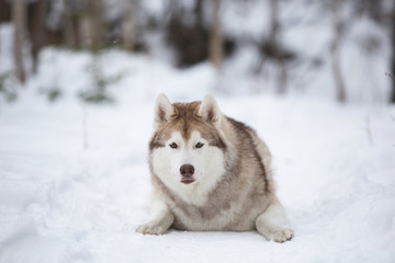 Stoned and beautiful Siberian Husky dog lying on the snow in the forest in winter