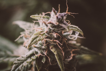 Beautiful bud cannabis grow indoor before harvest. Macro shot with sugar trichomes cbd thc,...