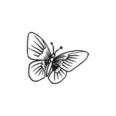 butterfly vector doodle sketch isolated on white background