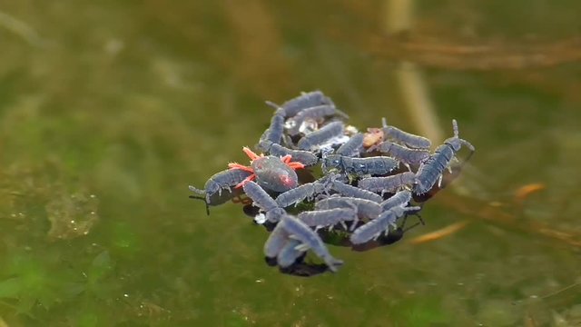 Rote Raubmilbe und Springschw&auml;nze