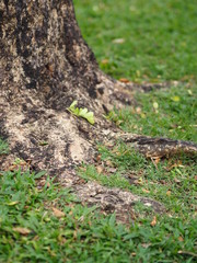 Trunk Big tree Bark rough texture