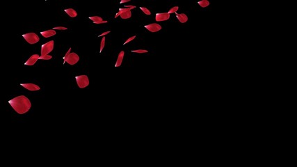  rose petals