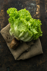 Loose-leaf Lettuce on rustic background