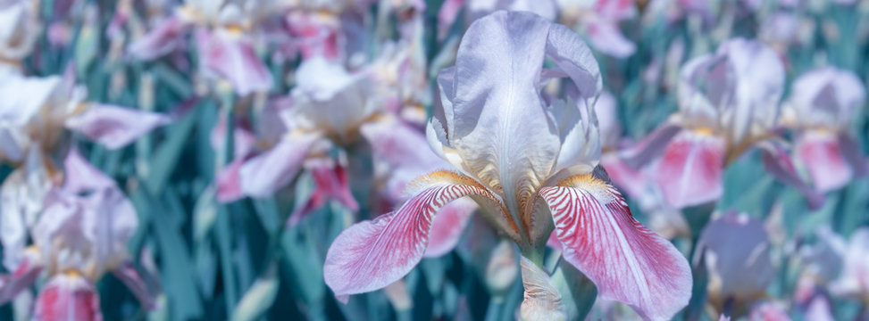 springtime pale pink irises