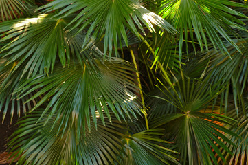 Palm tree natural background. Natural texture and backgrounds collection