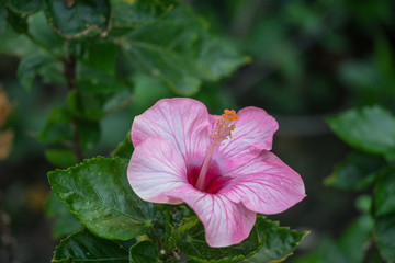 Hibiscus flower bloomimg in the garden  , Fancy Tropical Hibiscus (Hibiscus rosa-sinensis 'Dienie Gommer')