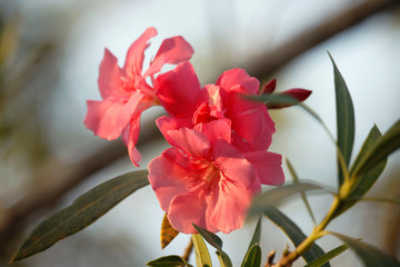 Pink oleander on a green background