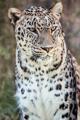 portrait of a leopard