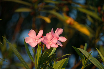 Pink oleander on a green background