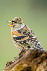 Buchfink auf Baumstumpf sitzend
