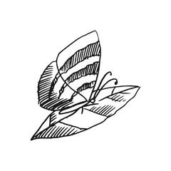 butterfly on leaf vector doodle sketch isolated on white background
