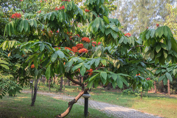 Colorful Saraca asoca Saraca indica Linn or Ashoka flowers blossom.Also known as Ashok or simply Asoca,Asoka tree.