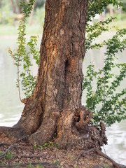 Trunk Big tree Bark rough texture
