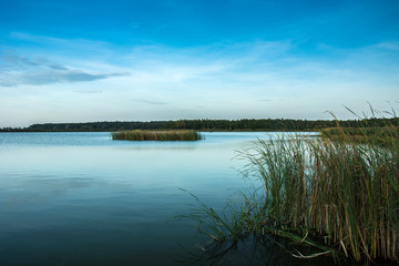 High reeds on the shore of a calm lake, forest on the horizon