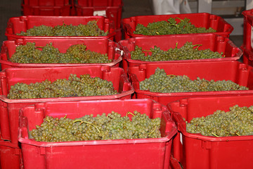 Ripe bunches of white grape in red plastic boxes