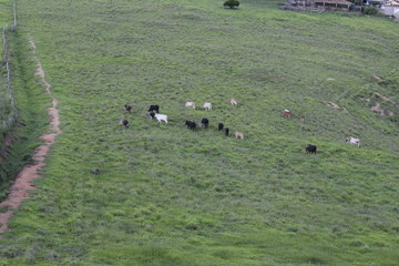 Gado bovino em criação extensiva, paisagem rural, pasto verde