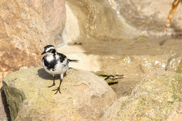 African pied wagtail on a rock 