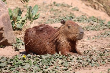 Capybara,  be rat species animal,  see it in KHON KAEN zoo at KHON KAEN province THAILAND.  