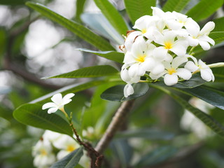 white flower Singapore graveyard flower Frangipani tree Plumeria