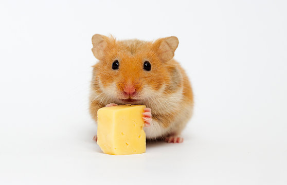 hamster eating cheese