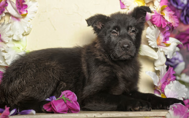 black puppy on a background of flowers in the studio