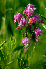 Pink rural flowers in green grass