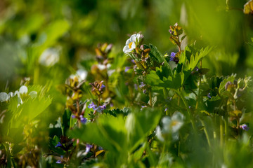 White strawberry flowers in green grass.
