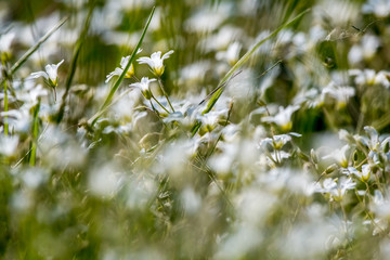 White wild flowers field on green grass.