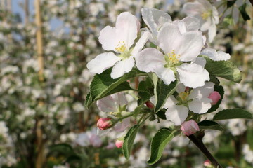 Apfelblüten in einer Apfelplantage, Frühling, Obstbäume, Obstplantage