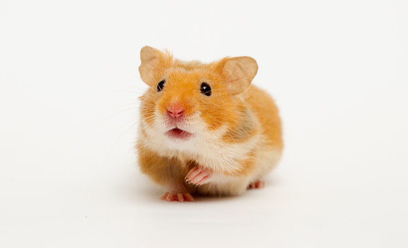 Syrian hamster looking