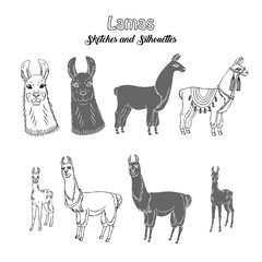 Llamas sketches and silhouettes. Hand drawn animals