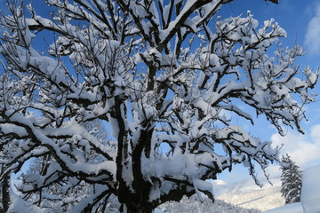 Baum mit Schnee