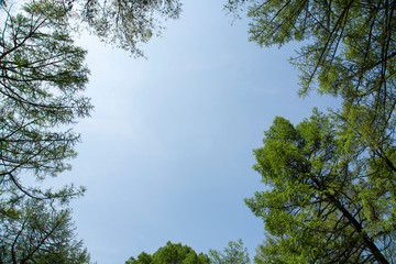 Trees Branches on Blue Sky Natural Frame