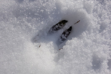 Rehspuren im Schnee