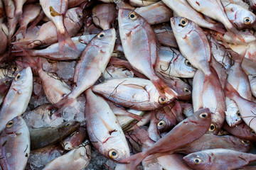 a lot of small fresh fish with a tray, background, texture