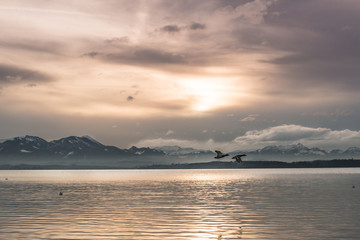 Sunset over Chiemsee lake with ducks flying 