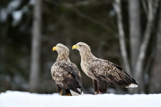 Two eagles on snow. Two adult white-tailed eagles on snow in winter.