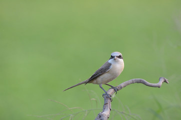Brown Shrike stand alone on wooden branch