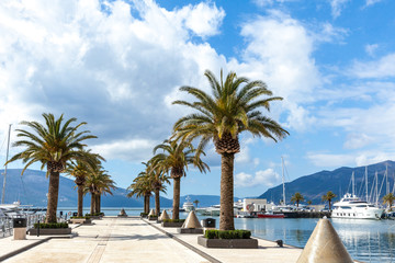 Fototapeta na wymiar yachts and palms in a luxurious marina