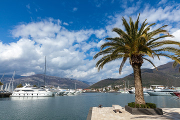 Fototapeta na wymiar yachts and palms in a luxurious marina