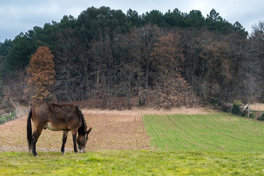 Mulo pastando junto a un campo labrado con una colina de fondo