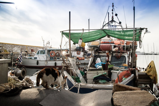 the cat sneaks onto a fishing boat