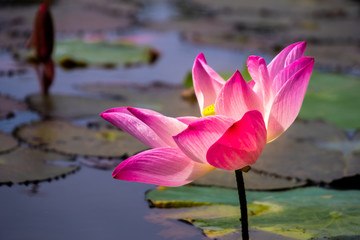 Pink of lotus with yellow pollen on surface of water in pond. Side view and peace concept.