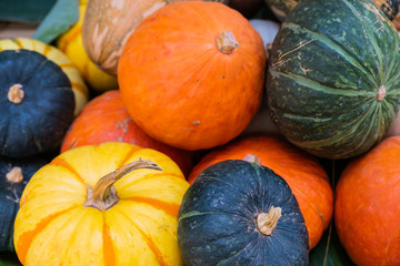 Many type of ripe orange pumpkin -Image.