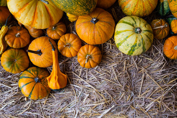 Many type of ripe orange pumpkin on hay.Copy space and Image.
