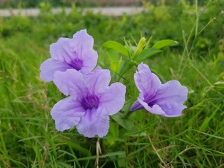 purple flowers in the garden