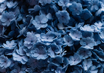 Beautiful blossoming tender blue dewy hydrangea flowers texture, close up view